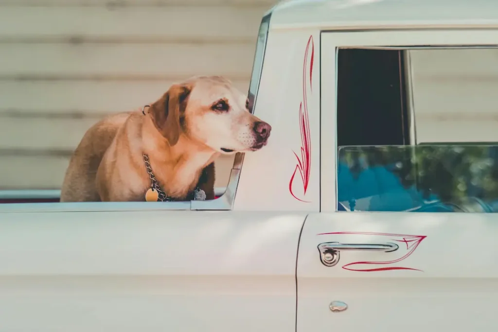 10 Consejos para Viajar con Mascotas