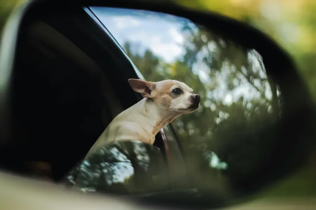 10 Consejos para Viajar con Mascotas