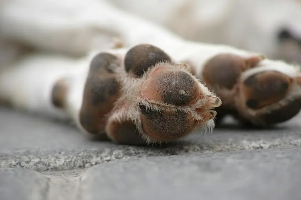 Como Cuidar las Uñas de un Perro