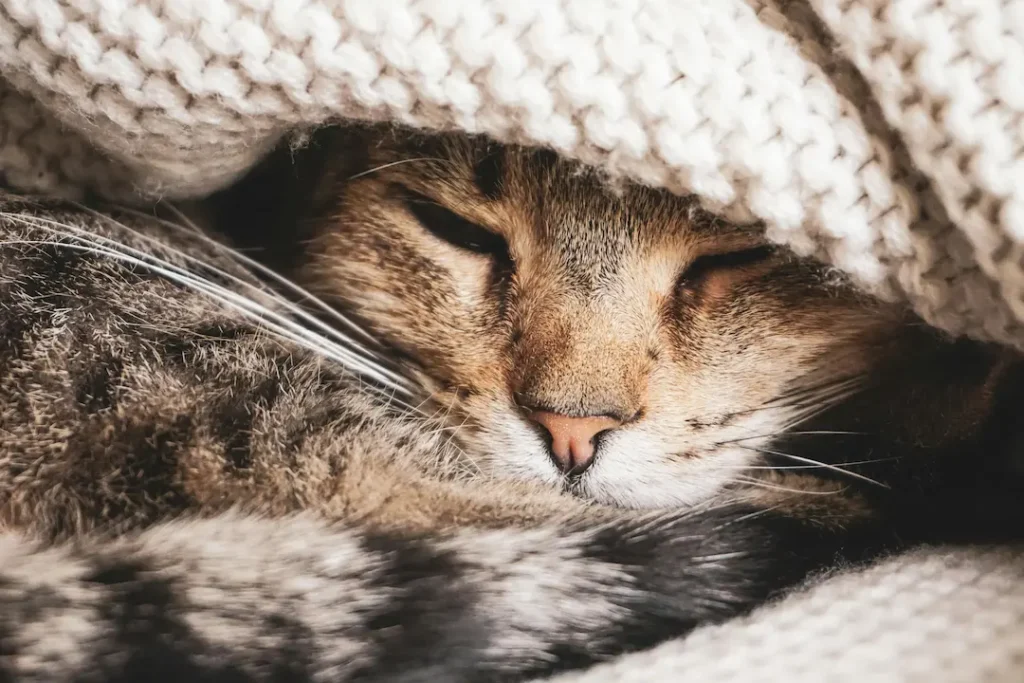 Cómo Reducir el Estrés en Gatos