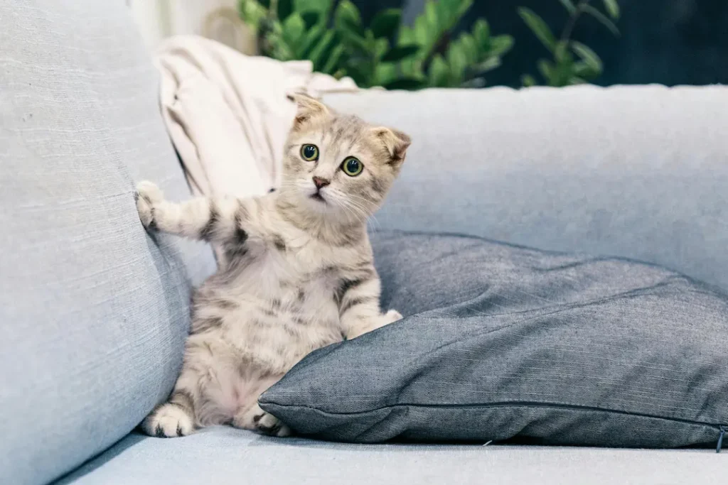 Cómo Reducir el Estrés en Gatos