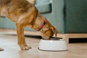 alimentos orgánicos perros